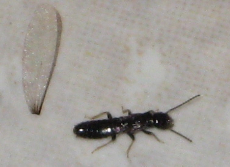 Termite-images: Layman's guide to termites; Formosan or Native ...